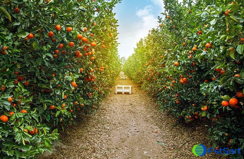 images/1673251180509fruit grading line.jpg